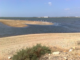 CNQ: Le zone umide di Cagliari (Adulto)