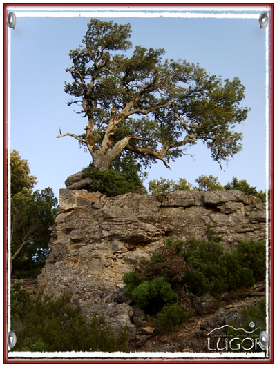 GINEPRO MODELLATO DAL VENTO SEUI